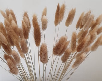 Queues de lapin séchées 60 cm | 20, 40 ou 60 tiges de fleurs séchées naturelles Bunny Tails | Mini tiges d'herbe de pampa séchée | Mariage bohème | Décoration d'intérieur