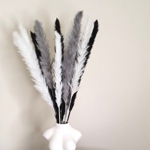 Black Pampas, Fluffy Black Pampas, Tall Black Pampas, Natural