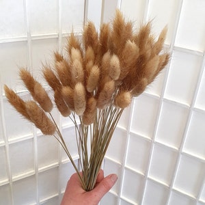 Dried Bunny Tails 60cm 20, 40 or 60 stems Natural Bunny Tails Dried Flowers Mini Dried Pampas Grass Stems Boho Wedding Home Decor image 6