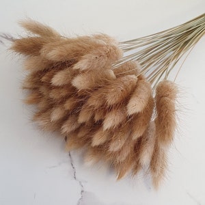 Dried Bunny Tails 60cm 20, 40 or 60 stems Natural Bunny Tails Dried Flowers Mini Dried Pampas Grass Stems Boho Wedding Home Decor image 2