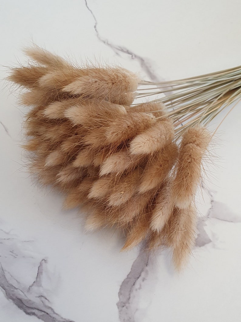Dried Bunny Tails 60cm 20, 40 or 60 stems Natural Bunny Tails Dried Flowers Mini Dried Pampas Grass Stems Boho Wedding Home Decor image 3