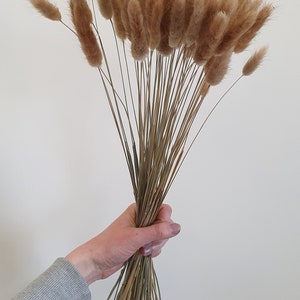 Dried Bunny Tails 60cm 20, 40 or 60 stems Natural Bunny Tails Dried Flowers Mini Dried Pampas Grass Stems Boho Wedding Home Decor image 4