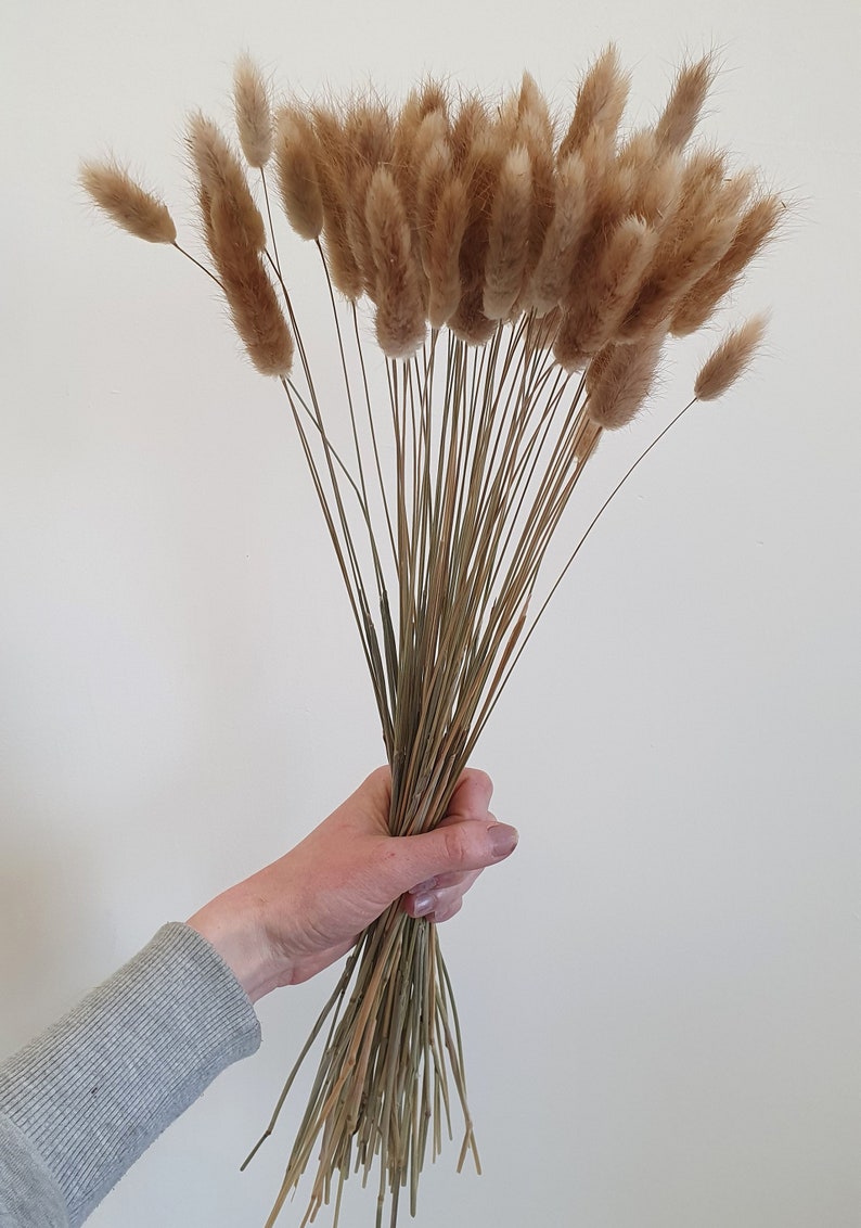 Dried Bunny Tails 60cm 20, 40 or 60 stems Natural Bunny Tails Dried Flowers Mini Dried Pampas Grass Stems Boho Wedding Home Decor image 4