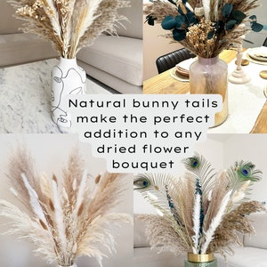 Dried Bunny Tails 60cm 20, 40 or 60 stems Natural Bunny Tails Dried Flowers Mini Dried Pampas Grass Stems Boho Wedding Home Decor image 7