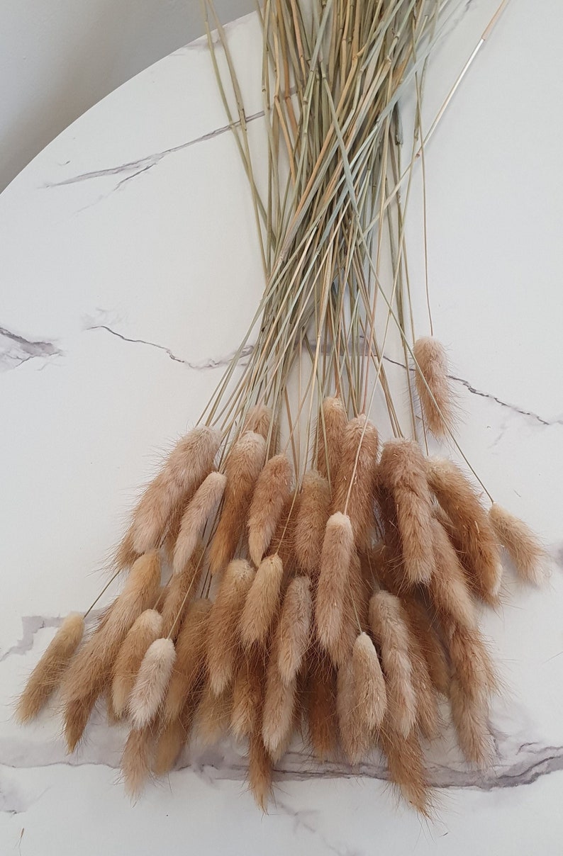 Dried Bunny Tails 60cm 20, 40 or 60 stems Natural Bunny Tails Dried Flowers Mini Dried Pampas Grass Stems Boho Wedding Home Decor image 5