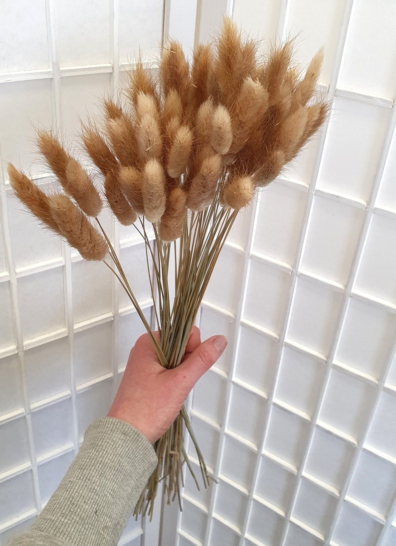 Dried Bunny Tails 60cm 20, 40 or 60 stems Natural Bunny Tails Dried Flowers Mini Dried Pampas Grass Stems Boho Wedding Home Decor image 6