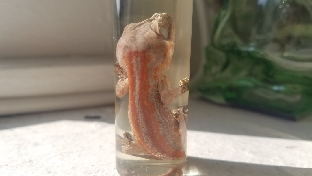 Baby Striped Gargoyle Gecko Wet Specimen. (taxidermy) - Etsy