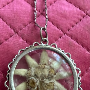 1950s Genuine Edelweiss Pendant on Silver 835 Chain Encapsulated Dried Flower Alpine Oktoberfest
