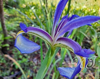 Blue and Purple Algerian Iris with morning dew Digital Print