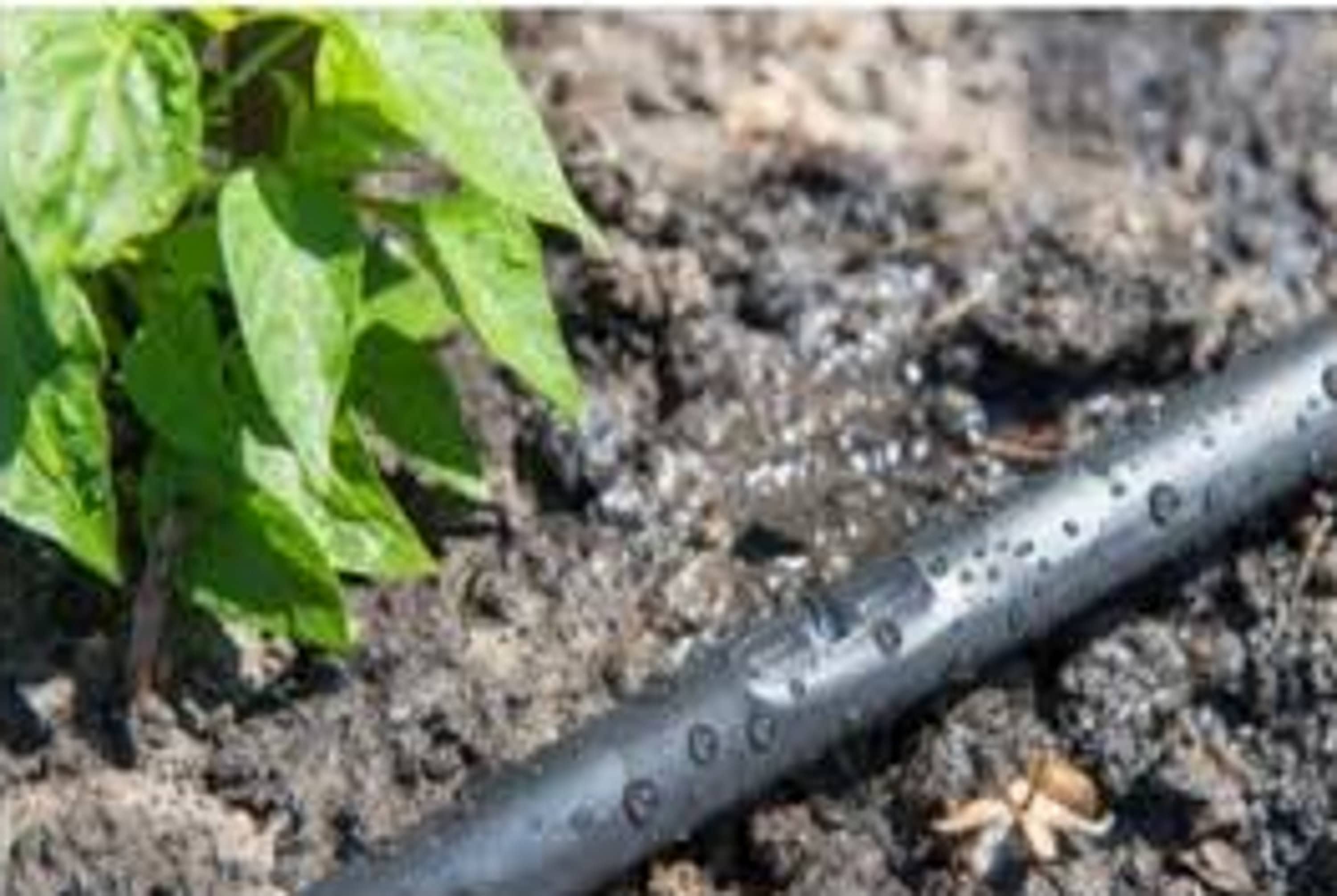 Drip Tape irrigation Etsy