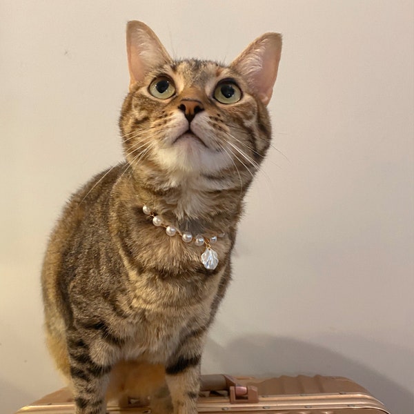 Fancy Cat Collar - Etsy