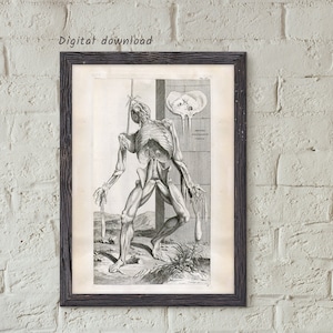 Antique skeleton poster, Vintage skeleton plate, Medical student gift, Antique decor, Medical illustration, Macabre, Digital download