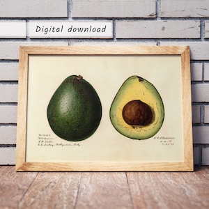 Avocado watercolor, Avocado print, Avocado wall art, Vegan Poster, Vintage botanical print, Antique fruit print, digital download, vegetan