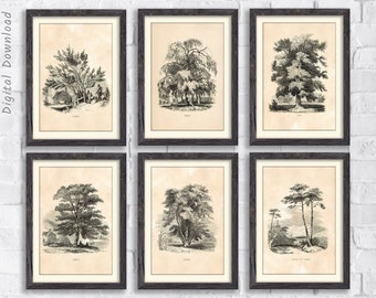 Conjunto de estampado botánico, bosque, cartel de árboles, impresión de árboles, cartel de la naturaleza, obras de arte de árboles, árbol de arte de pared, cartel antiguo, conjunto de 6
