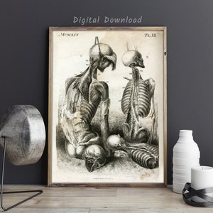 Vintage skeleton plate, Antique skeleton poster, Medical student gift, Antique decor, Medical illustration, Macabre, Digital file.