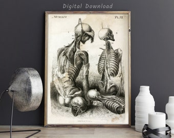 人間の骨格の描画 医学雑誌 白黒アンティーク ビンテージ写真イラスト