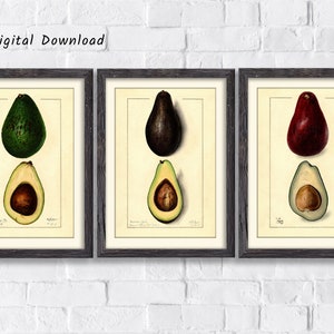 Avocado watercolor Set of 3, Avocado print, Avocado wall art, Vegan Poster, Vintage botanical print, Antique fruit print, digital download