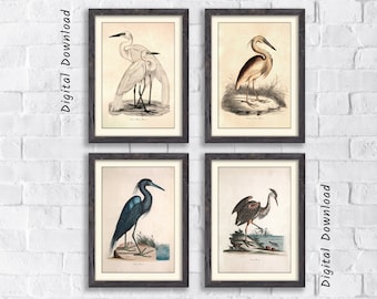 Heron Prints, Antique Bird Painting, Vintage Drawing Poster Wall Art Decor, Heron painting, bird lover gifts, Vintage Print, Nature Print