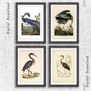 Stampa vintage, stampa artistica di airone, uccelli d&#39;America, arte contemporanea, stampe moderne retrò, stampe naturalistiche, regalo per gli amanti degli uccelli, poster di uccelli, regalo vintage