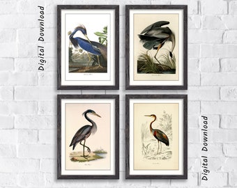 Vintage Print, Heron Art Print, Birds of America, Contemporary Art, Modern Retro, Nature Prints, bird lover gift, Birds poster, vintage gift
