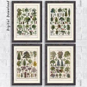 Botanical print set, arbres trees, tree poster, tree print, nature poster, tree artwork, wall art tree, antique poster, botanical set of 4