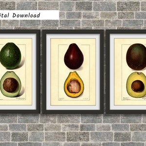 Avocado Painting Set of 3, Avocado print, Avocado wall art, Avocado poster, Vintage botanical print, Antique fruit print, digital download