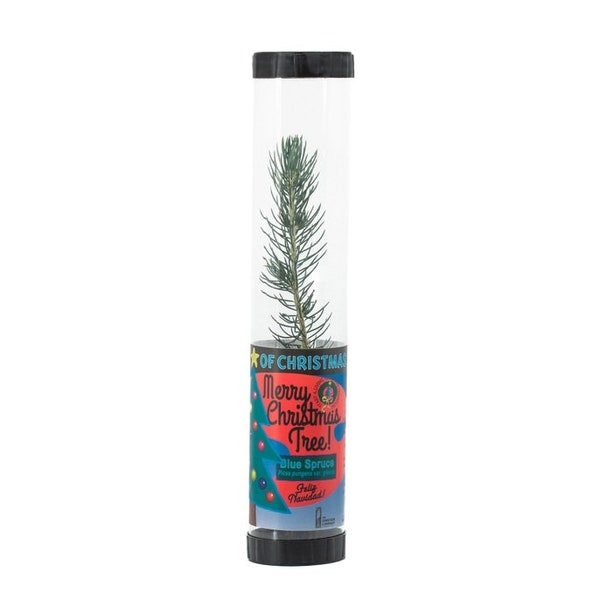 Living Christmas Tree | Blue Spruce | Packaged Live Trees