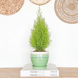 May include: A green ceramic planter with a light green and white striped design holds a small green potted tree. The tree is in front of a white wall with four woven wall decor pieces.