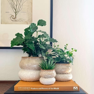 May include: Three ceramic plant pots with greenery sit on books. The pots are beige and white, with a speckled texture. The plants are various shades of green. The books are titled "Trees Timbers and Forests of the World" and "Art Deco Eva Weber". A framed botanical print hangs in the background.