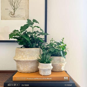 May include: Three potted plants with green foliage sit on a stack of books. The pots are beige with a textured finish. The books are titled "Trees Timbers and Forests of the World" and "Art Deco Eva Weber". A framed botanical print hangs in the background.