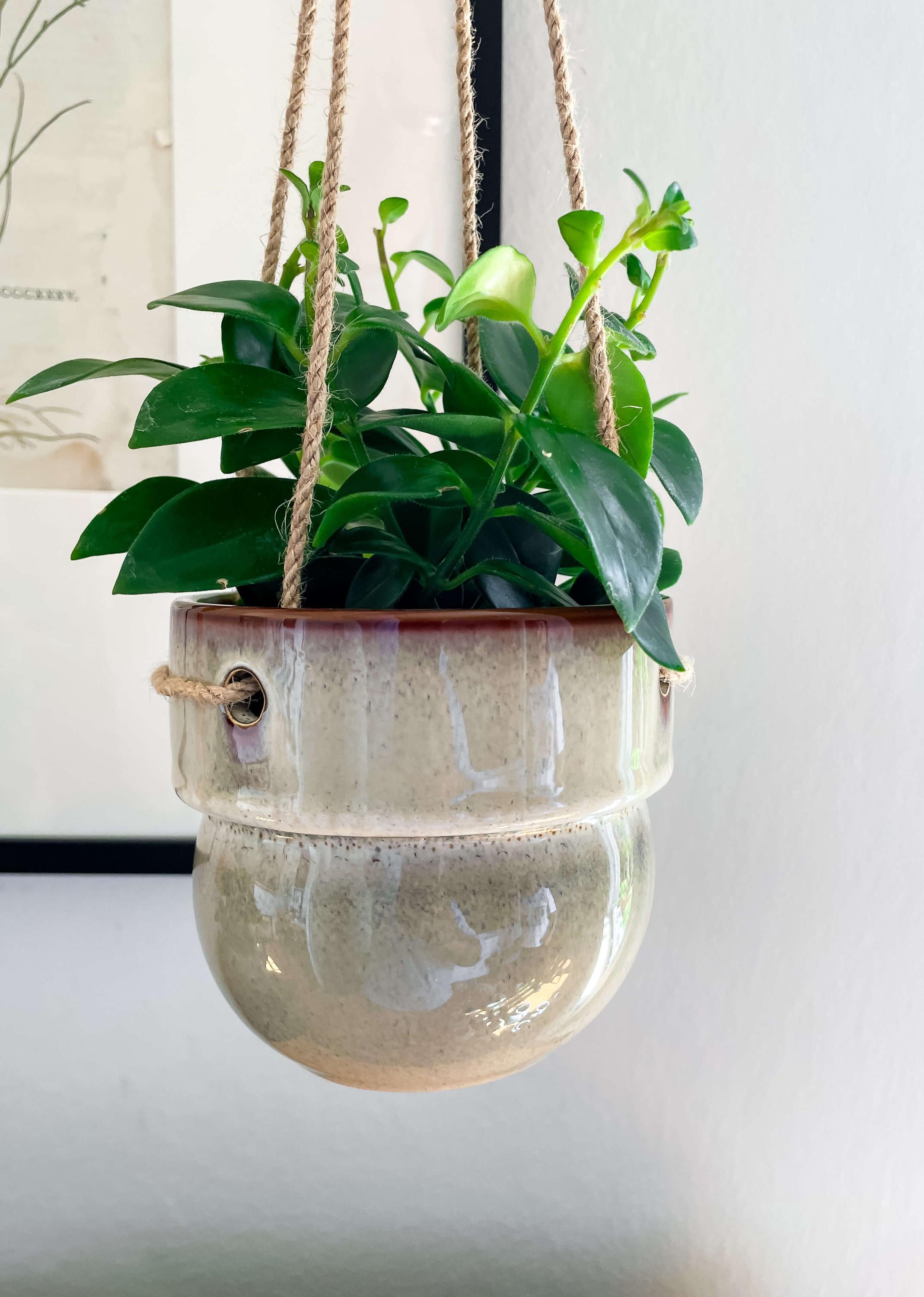 albo variegata monstera Monstera Deliciosa Albo Variegated (Small Form/Borsigiana) *Grower's C   Rare Plant Fairy