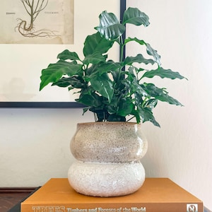 Peut inclure: Une plante en pot aux feuilles vertes brillantes dans un pot en céramique bicolore. Le pot est posé sur des livres, dont un intitulé "TREES Timbers and Forests of the World". Une impression botanique encadrée est visible en arrière-plan.