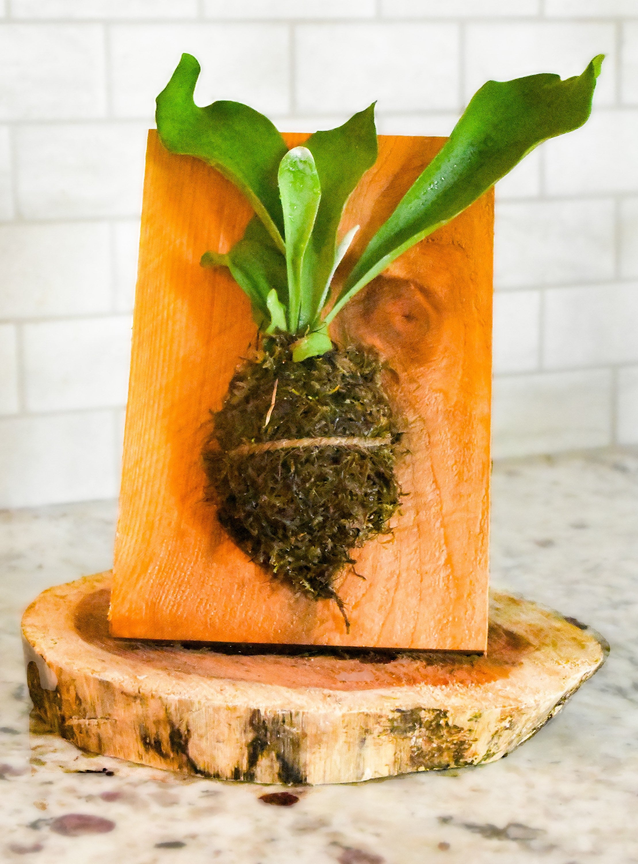How To Mount A Staghorn Fern To Wood vrogue.co