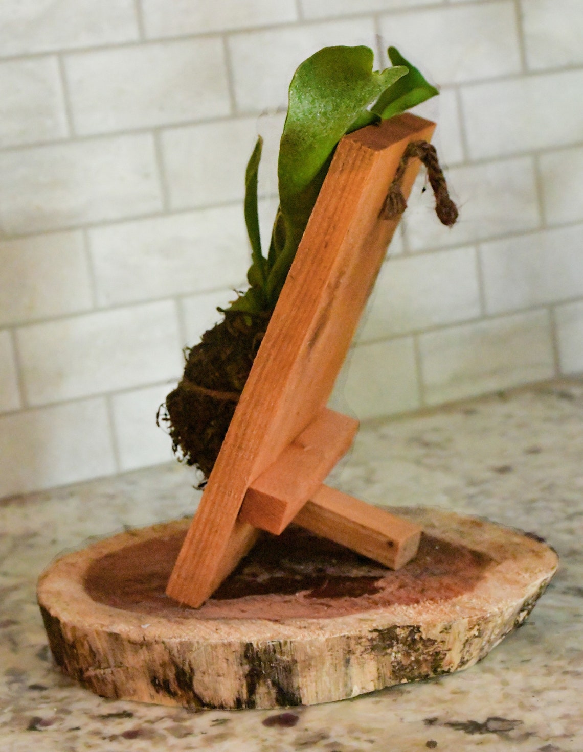 Small Mounted Staghorn Fern On wood with adjustable stand Etsy