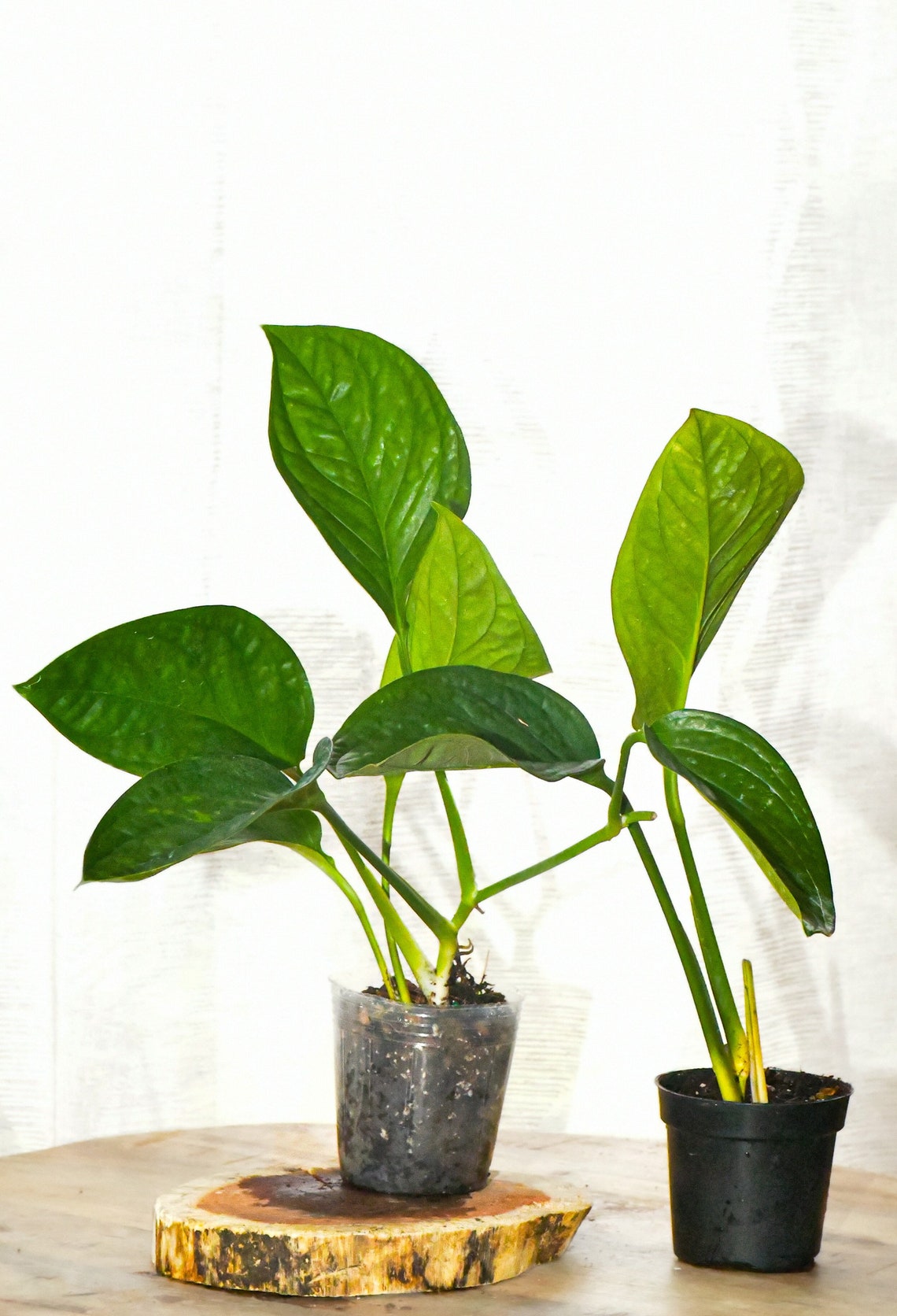 Monstera Siam Extremely Rare Philodendron Must Have - Etsy