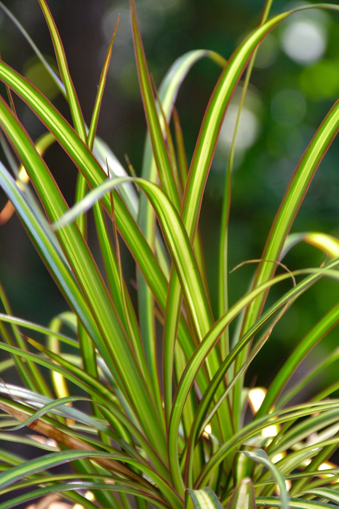 Dracaena Marginata Kiwi air purifying plant Etsy