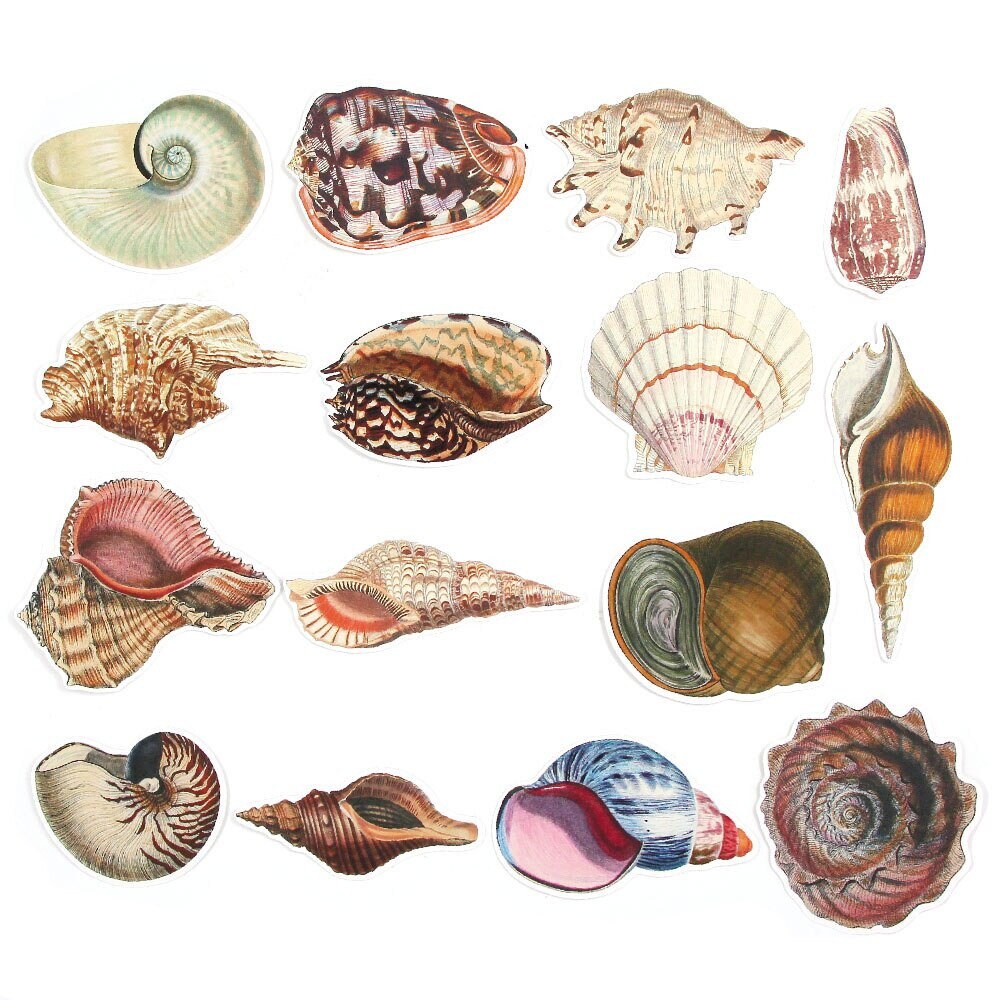 Vintage Conch Shell Stickers Etsy