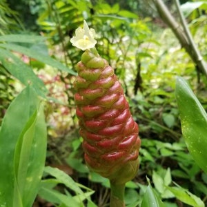 May include: A close-up of a red and green spiral-shaped flower with a small yellow flower on top. The flower is surrounded by green leaves and foliage. The plant is in a natural setting.