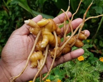 15 Organic Shampoo Awapuhi Ginger Rhizomes