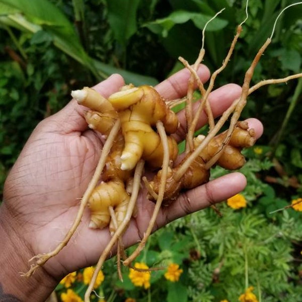 Shampoo Ginger Plant Etsy