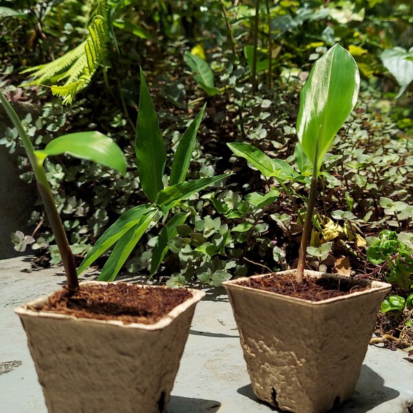 Shampoo Ginger Plant Etsy