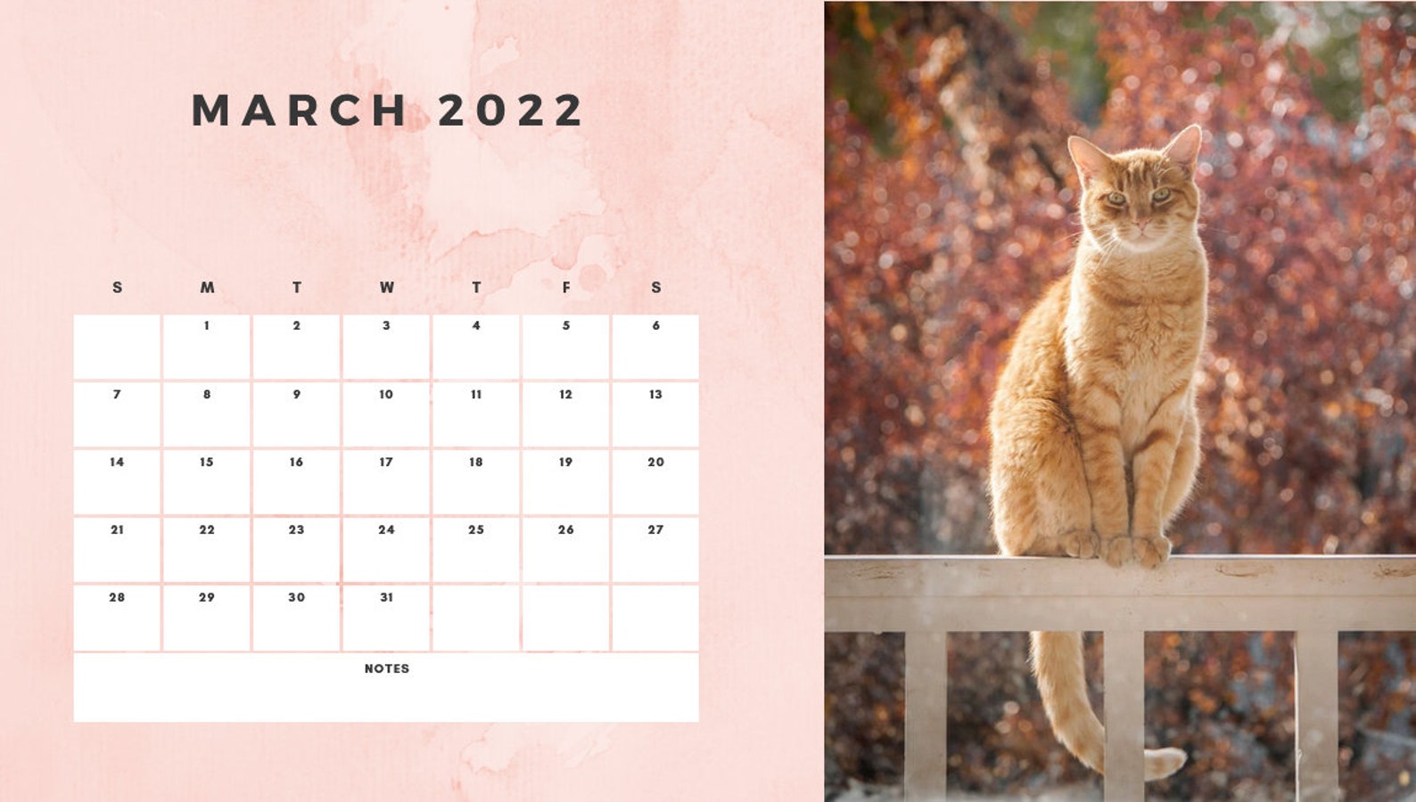 printable-cat-calendar-2022-for-cat-lovers-digital-desk-etsy