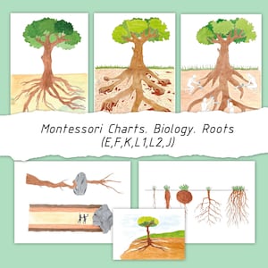 May include: Watercolor illustrations of tree roots, with green foliage and brown trunks. The images are labeled "Montessori Charts. Biology. Roots (E,F,K,L1,L2,J)". The illustrations depict different root systems and their relationship to the soil.