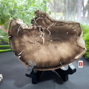 Petrified Wood Slab | Fossil Collector Item | Fossilized Wood Slab