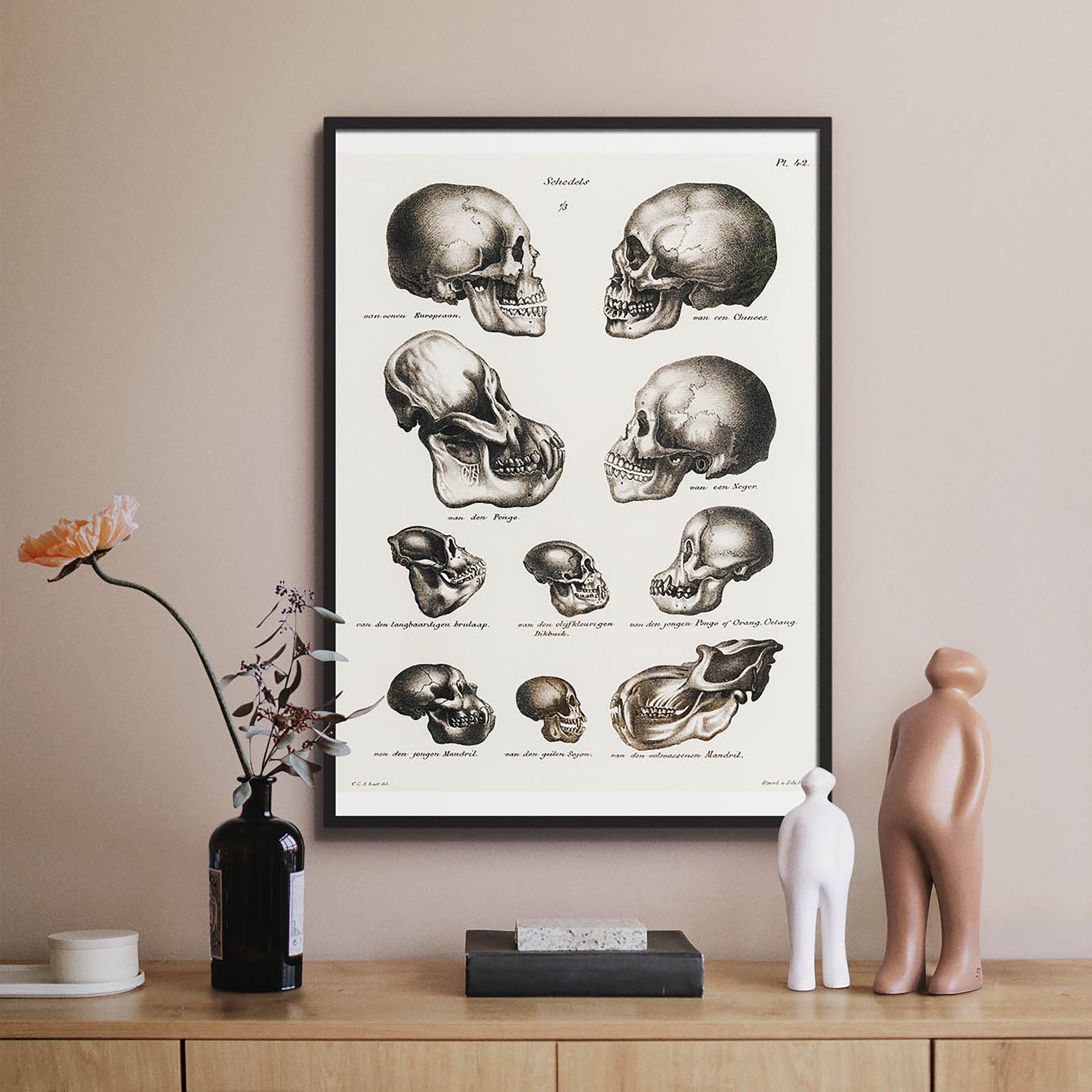 Vintage Skull Art
