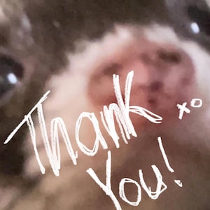 Pu&ograve; includere: Primo piano del muso di un cane con le parole "Thank You!" scritte in corsivo bianco. Il naso del cane &egrave; rosa e il suo pelo &egrave; un misto di marrone e bianco. Un piccolo "xo" &egrave; accanto alla parola "You!"
