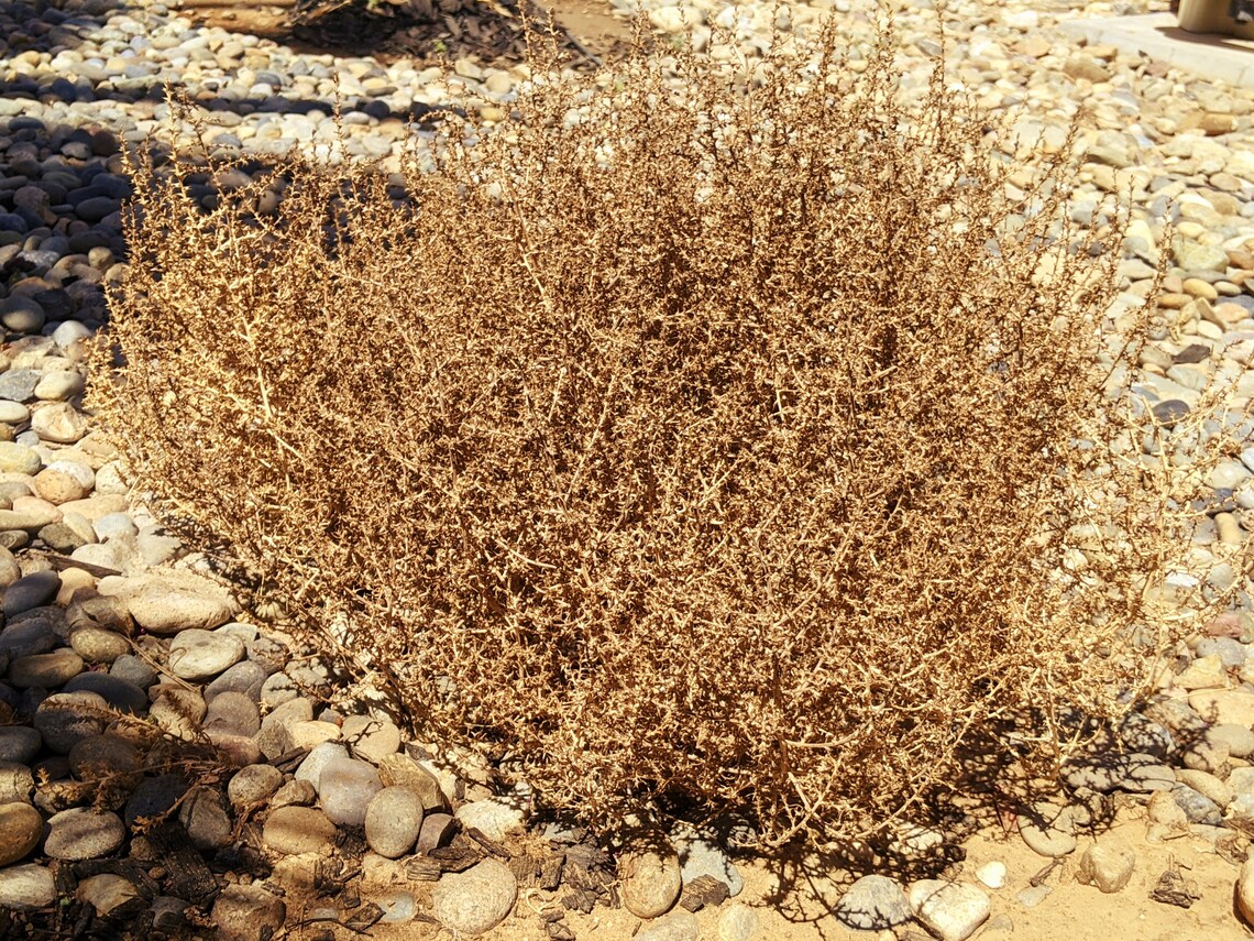 XL Tumbleweed Old Western Decor Mojave Desert Etsy