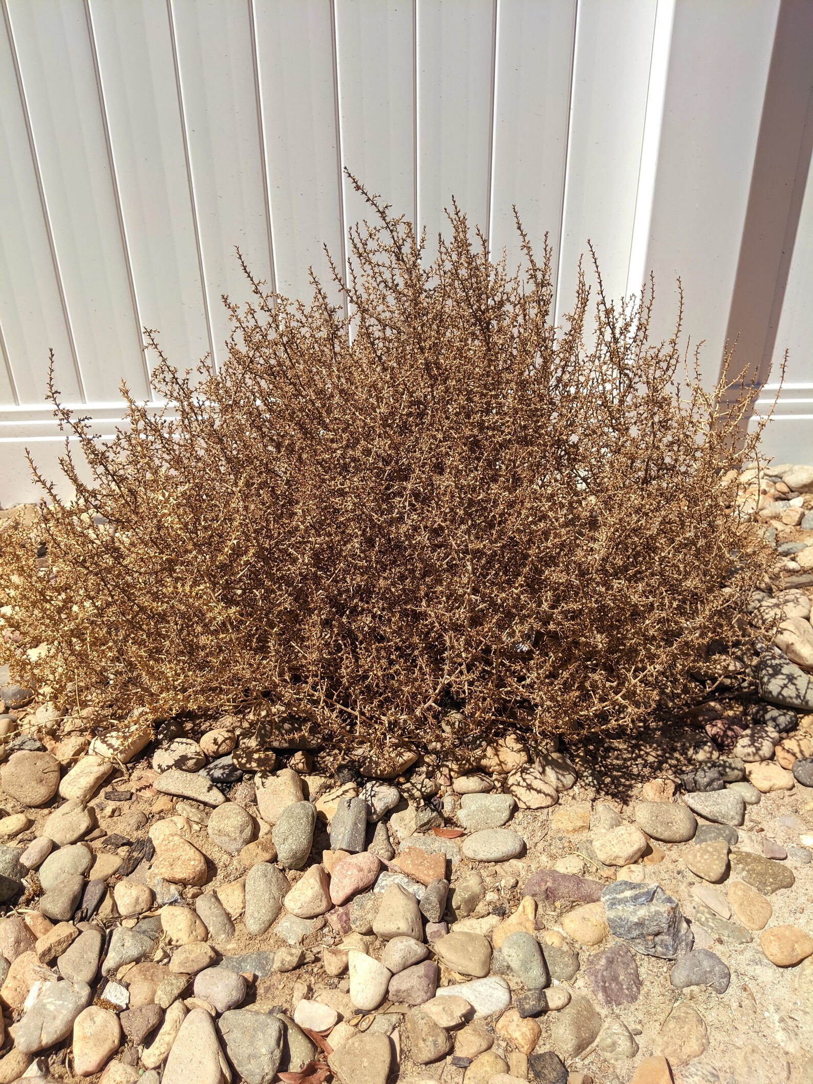 XL Tumbleweed Old Western Decor Mojave Desert Etsy