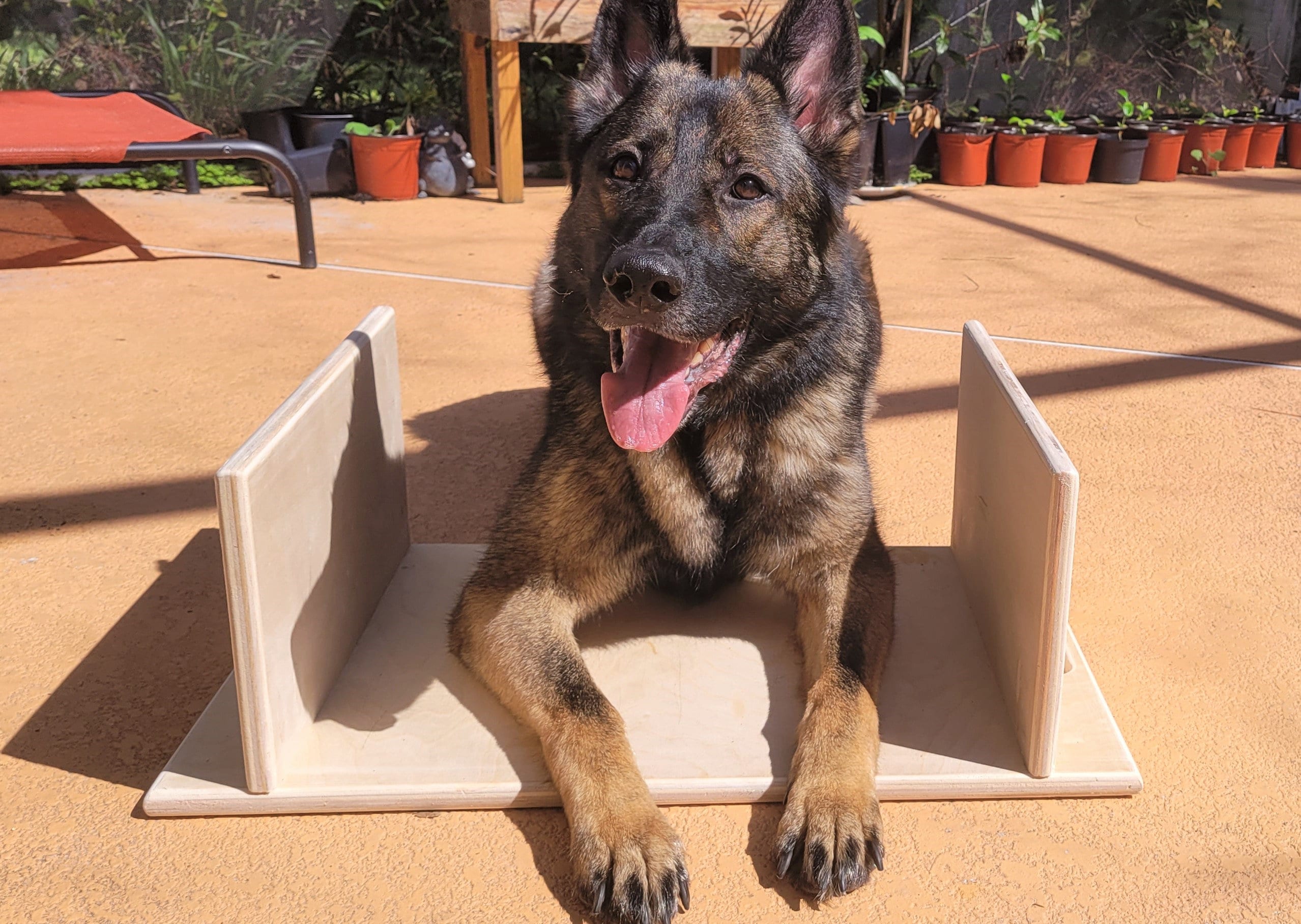 Place Board Dog Training Platform – Anglian Dog Works