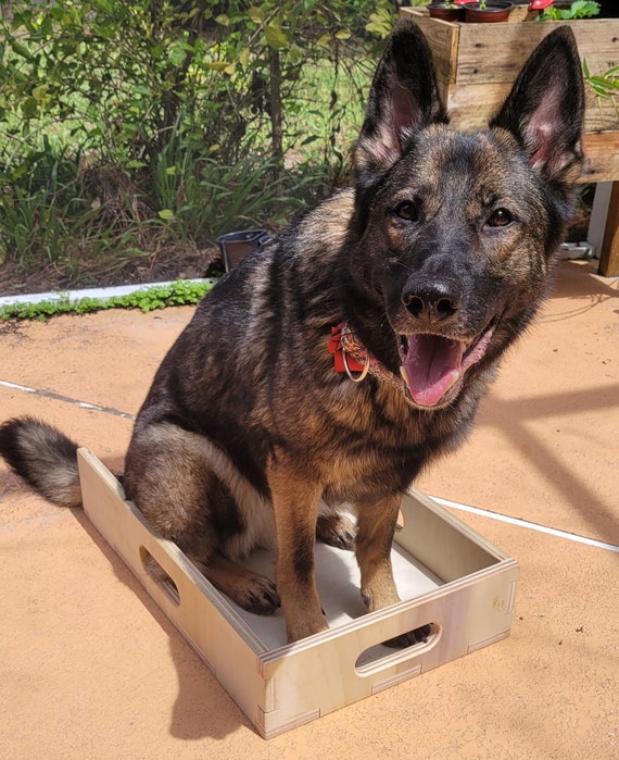 Box dog cheap